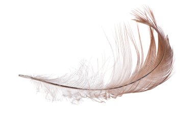 Beyaz tek hafif kahverengi feather izole