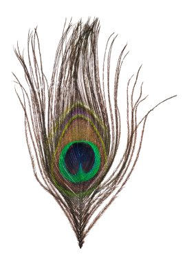 beyaz izole tek tavus kuşu tüyü