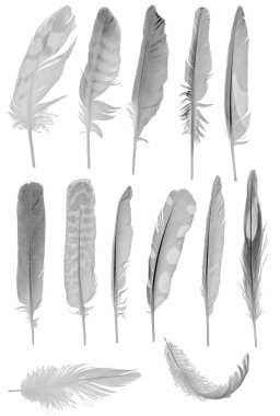 thirteen grey feathers isolated onwhite clipart