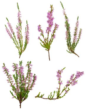 Beş Pembe çiçek açması heather dallar kümesi