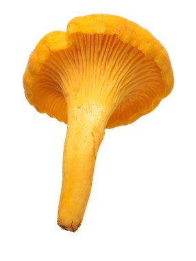 beyaz izole koyu sarı Cantharellus cibarius