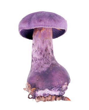 Beyaz leylak cortinarius violaceu