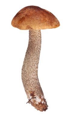 izole kahverengi huş bolete