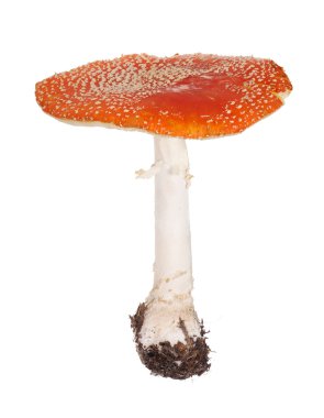 oldl kırmızı sinek üzerinde beyaz izole agaric