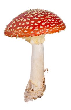 Orta boy kırmızı sinek üzerinde beyaz izole agaric