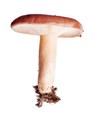 sümüklü milkcap üzerinde beyaz izole