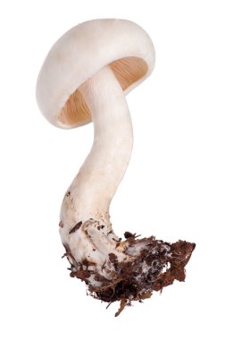 beyaz izole öncülük etmek entoloma