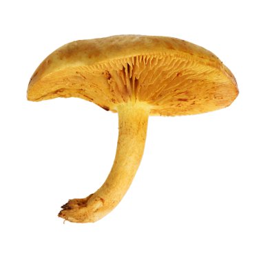 Sarı hypholoma capnoides beyaz