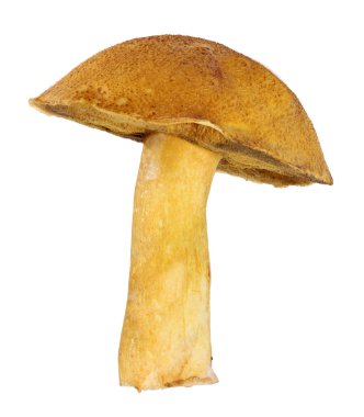 Beyaz Sarı kadife bolete