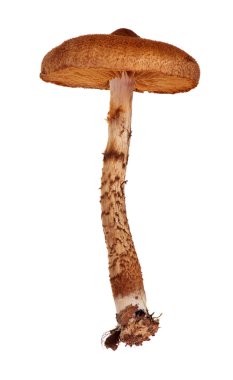 beyaz izole kahverengi cortinarius pholideus