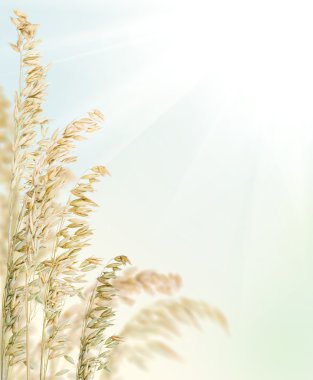 açık renk yulaf köşede açık renkli