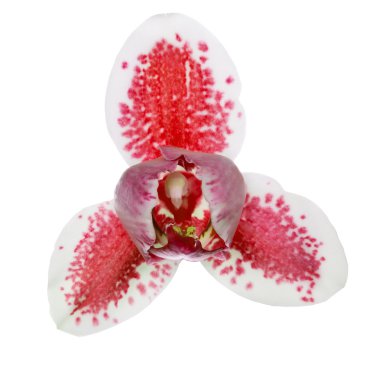 Üç yaprakları kırmızı benekli orkide tek