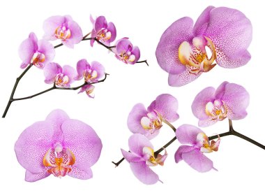 çok izole noktalar koleksiyonu ile pembe orkide