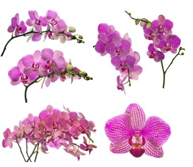 koyu pembe şeritler orkide çiçeği topluluğu