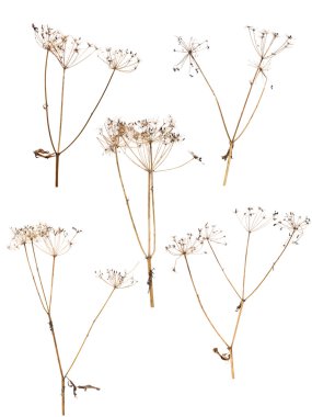 eski kuru bitkiler üzerinde beyaz izole kümesi