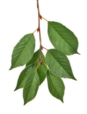 Şube yedi yeşil yapraklar