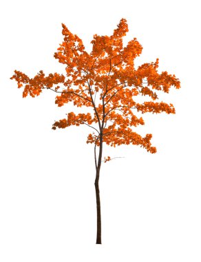 küçük kırmızı izole akçaağaç