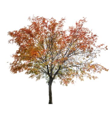 rowan tree at late autumn on white clipart