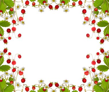 yabani çilek yeşil yaprakları ve çiçekleri ile gelen çerçeve