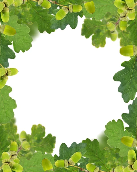 Рамка из зеленых желудей и листьев на белом — стоковое фото
