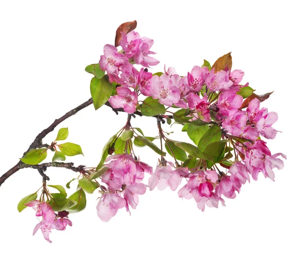 Larhe pink äppelträd blommande gren — Stockfoto