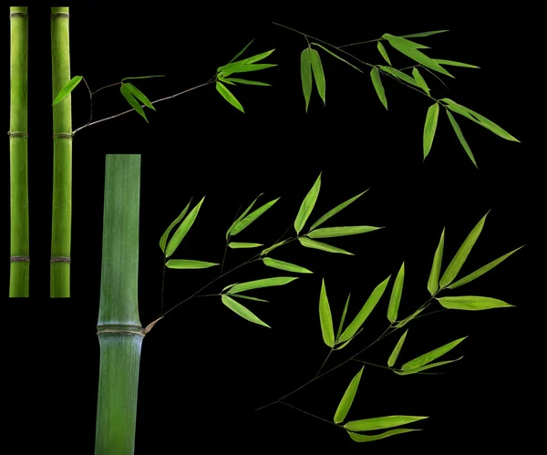 Zelené bambusové větve na černém pozadí — Stock fotografie