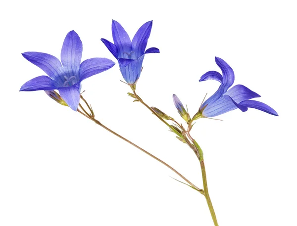 Bright blue bellflower isolated on white — Stock Photo, Image