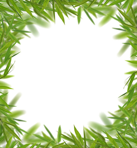 green bamboo leaves frame on white