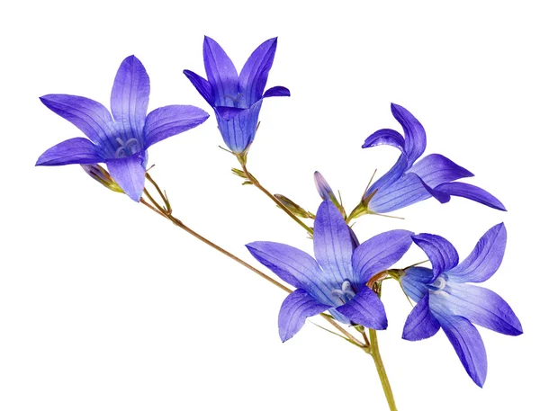 Vijf bellflowers geïsoleerd op wit blauw — Stockfoto