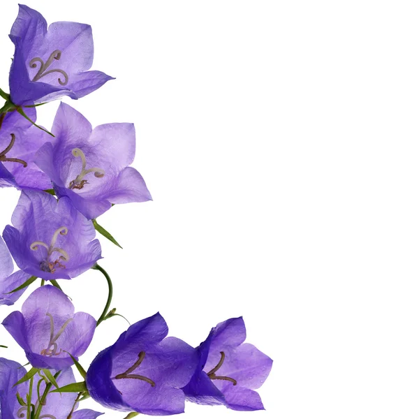 Сині квіти кампули кут ізольовані на білому — стокове фото