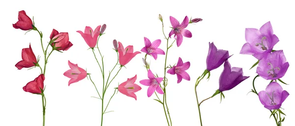 Conjunto de flores campanula rosa e lilás — Fotografia de Stock