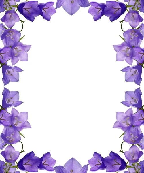 Campanula bloemen framer geïsoleerd op wit blauw — Stockfoto