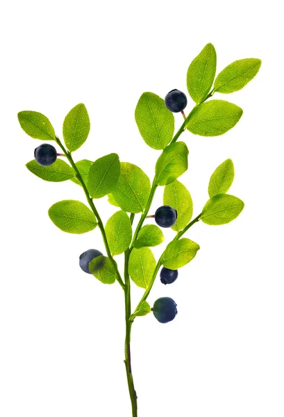 Чорнична рослина з ягодами на білому — стокове фото