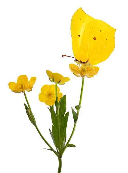 Four buttercup flowers and butterfly — Stock Photo, Image