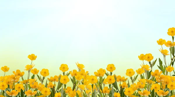 Gele buttercup veld onder zon — Stockfoto