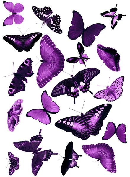 Grote groep van lila vlinders — Stockfoto