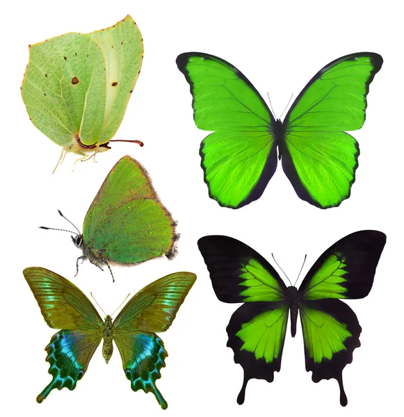 Reeks van vijf groene vlinders geïsoleerd op wit — Stockfoto
