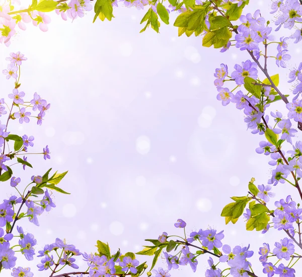 Lilac blossom branches frame on light background — Stock Photo, Image