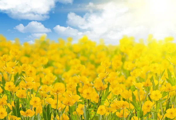 Buttercup campo de flores bajo el cielo con nubes blancas —  Fotos de Stock