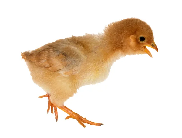 Walkin isolado pequeno frango amarelo — Fotografia de Stock