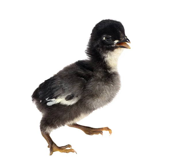 Small black walking chicken — Stock Photo, Image