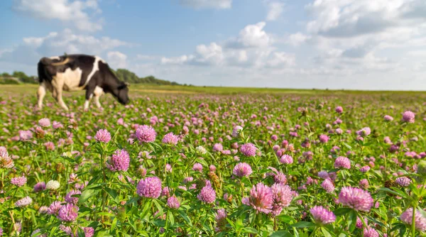 Kuh auf rosa Kleeblumenwiese — Stockfoto