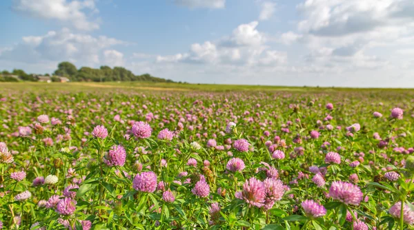 Stor äng av rosa klöver — Stockfoto