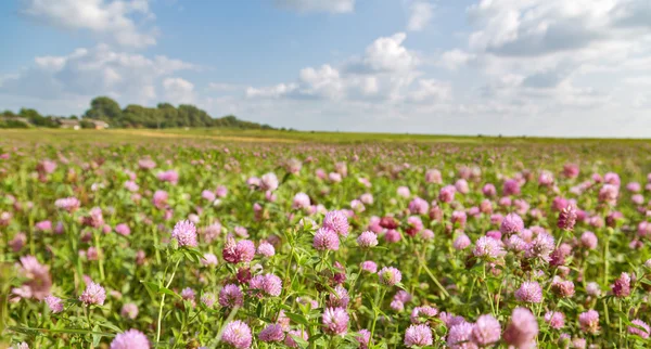 Stora rosa klöver äng under blå himmel — Stockfoto