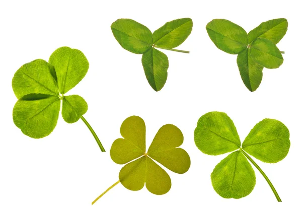 Clover leaves collection isolated on white — Stock Photo, Image