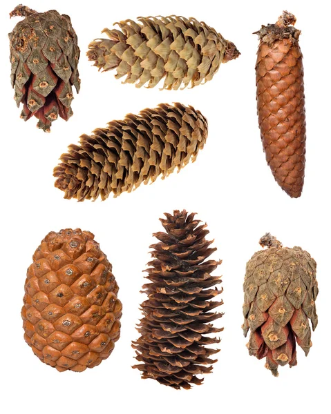 Conjunto de sete cones isolados em branco — Fotografia de Stock