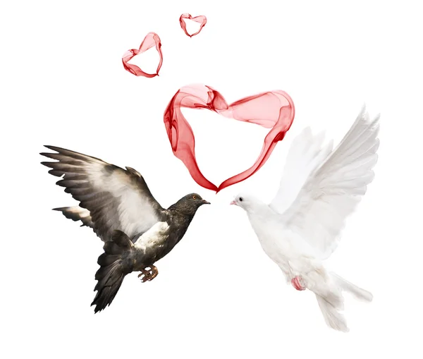 Couple doves and red hearts — Stock Photo, Image