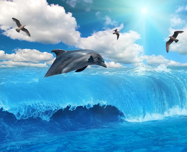 Grey dolphin and seagulls — Stock Photo, Image
