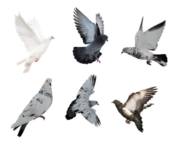 Aislado en seis palomas blancas — Foto de Stock