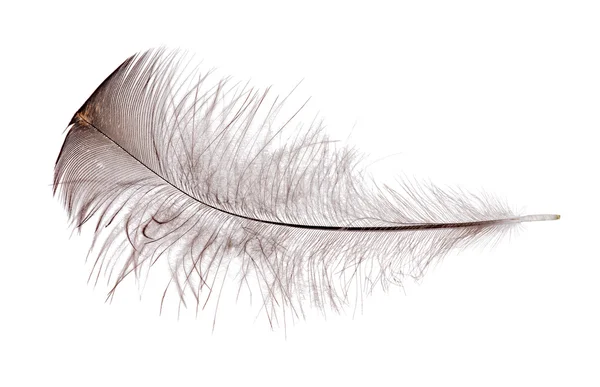 Feather with black down on white — Stock Photo, Image